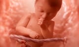 baby-in-womb