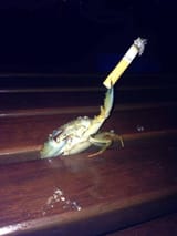 crab_cig