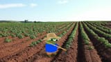 apifarm