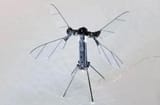 Mosquito-sized-drone-392570-335928988