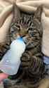 1732452595897860_thumb.jpg