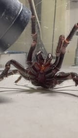 Newcastle funnel web