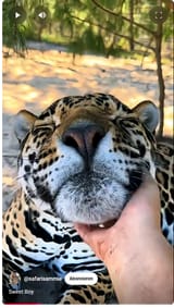 verynicecat