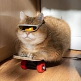 rad cat