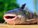 Catfish