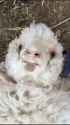 sheep bah_thumb.jpg
