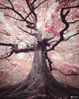 Witch Tree Netherlands