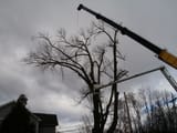 tree1