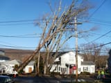 tree3