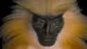 Brazilianrealization_thumb.jpg