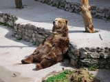 bearistotle-thinking-bear