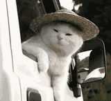 CatsTheseDays