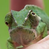 lizard eyes