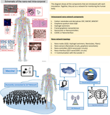 human body schematic of graphene-hydrogel-nanorouter IoB system