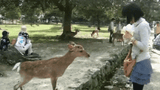 deer bow