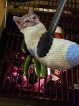 cat sock