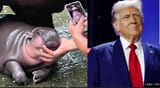 moodeng-trump