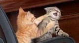 attackkkk