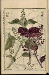 Leiden_University_Library_-_Seikei_Zusetsu_vol._25,_page_009_-_青蘇_-_Perilla_frutescens_(L.)_Britton,_1804