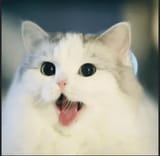niiiiiiigger