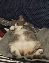 Fat_Kot