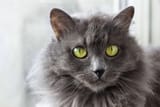 nebelung-headshot-1729730869-2000-0a74e578282b4b82acf4232d237c5107