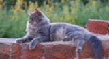 nebelung-cat-lying-on-a-brick-wall