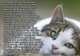 01-cat-questions-nationalgeographic_1228126_2x1jjjgj