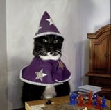 cat_wizard