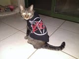 Slayer
