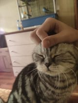 my cat