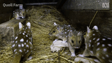 quoll-oh-look