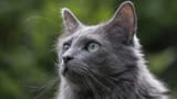 nebelung-2