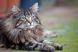 norwegian-forest-cat-1156489859-2000-cb31e995616f4673a449fa40a94a6f46