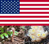 American Monotropes