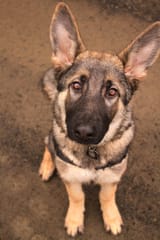 thisisntmydogbuthelookslikehim