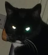 reallynigger