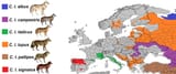 Grey_wolves_of_Europe_and_western_Russia