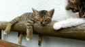 Deep Sleeper Cat_thumb.jpg