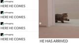 caturday-meme-about-the-oh-lawd-he-coming-chonky-cat-finally-arriving