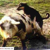 birth of shweinhunds