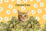 Is-There-a-Future-for-Cannabis-Cat-Cafes