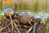 beavers_damsda3fd2