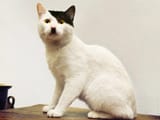 adolf cat
