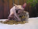 jewish cat