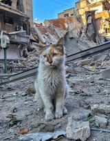 Caturady in Gaza
