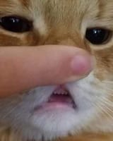 achoo-cat