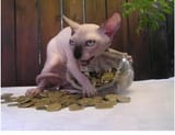 JewishCat