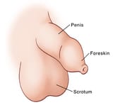 uncut_penis