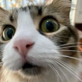 CatSurprised